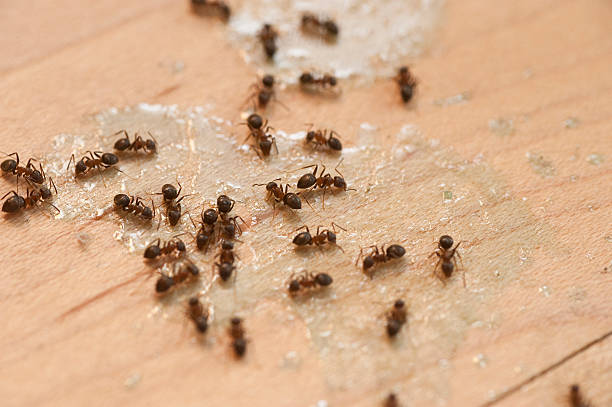 Best Residential Pest Control  in Rockledge, PA