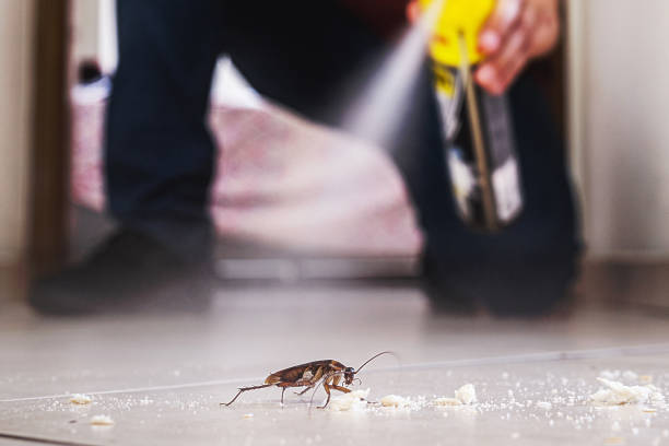 Best Flea Control Services  in Rockledge, PA